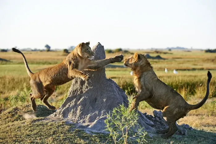 Framed Print : Afrian lioness (Panthera leo) playing with her juvenile cub aged 2 years in Duba Plains concession Framed Print : Afrian lioness (Panthera leo) playing with her juvenile cub aged 2 years in Duba Plains concession