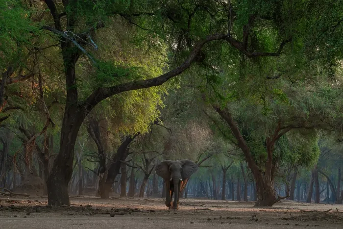 Framed Print : Africa elephant (Loxodonta africana) walking among trees, Lower Zambezi National Park, Zambia. Endangered Framed Print : Africa elephant (Loxodonta africana) walking among trees, Lower Zambezi National Park, Zambia. Endangered
