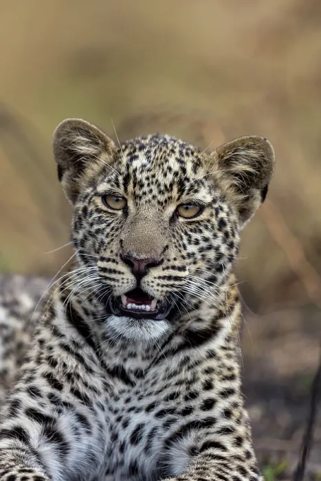 Framed Print : Africa leopard (Panthera pardus pardus) resting, portrait, Masai Mara National Reserve, Kenya Framed Print : Africa leopard (Panthera pardus pardus) resting, portrait, Masai Mara National Reserve, Kenya