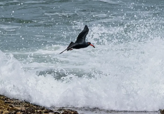 Framed Print : African black oystercatcher (Haematopus moquini) flying through surf with mussel prey in beak, West Coast National Park, Langebaan, South Africa. November Framed Print : African black oystercatcher (Haematopus moquini) flying through surf with mussel prey in beak, West Coast National Park, Langebaan, South Africa. November