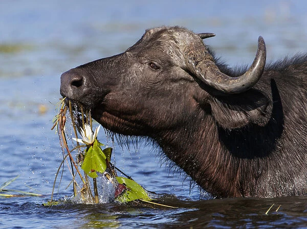 African buffalo (Syncerus caffer) feeding on water lillies in Chobe River, Chobe National Park