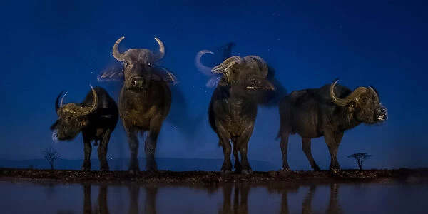 African buffalo (Syncerus caffer) at waterhole at night, Mkuze, South Africa Third