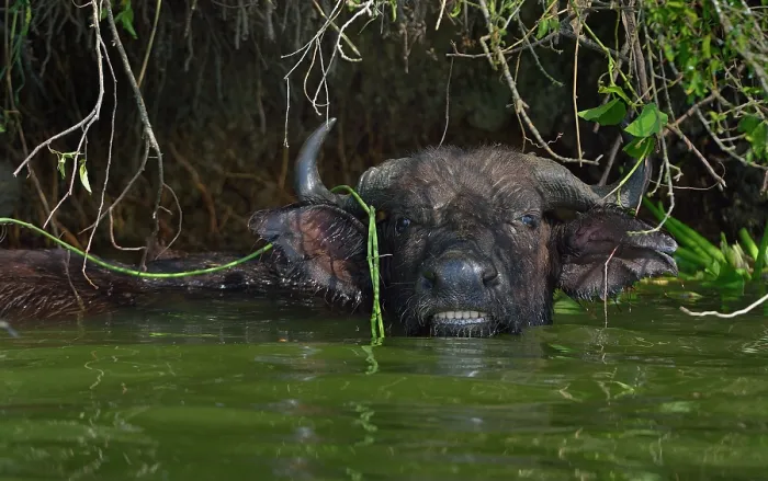 Framed Print : African buffalo (Syncerus caffer) bathing in pool, Uganda