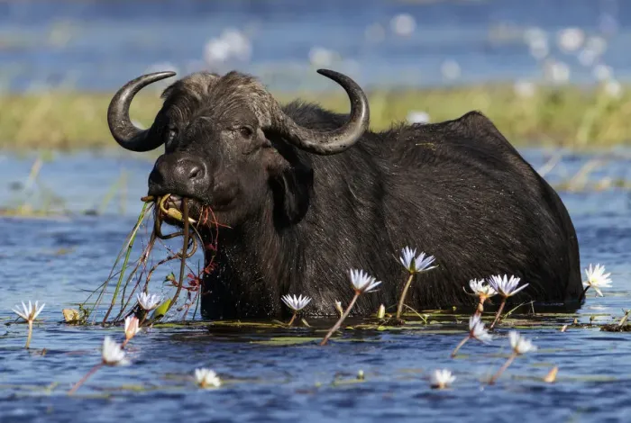 Framed Print : African buffalo (Syncerus caffer) feeding on water lilies, Chobe River, Chobe National Park Framed Print : African buffalo (Syncerus caffer) feeding on water lilies, Chobe River, Chobe National Park