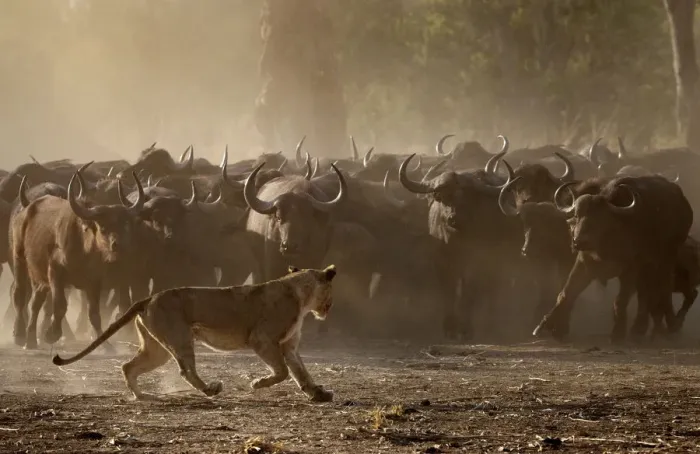 Framed Print : African buffalo (Syncerus caffer) herd showing defensive behaviour as an African lioness Framed Print : African buffalo (Syncerus caffer) herd showing defensive behaviour as an African lioness
