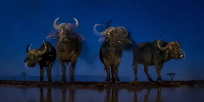 Framed Print : African buffalo (Syncerus caffer) at waterhole at night, Mkuze, South Africa Third Framed Print : African buffalo (Syncerus caffer) at waterhole at night, Mkuze, South Africa Third