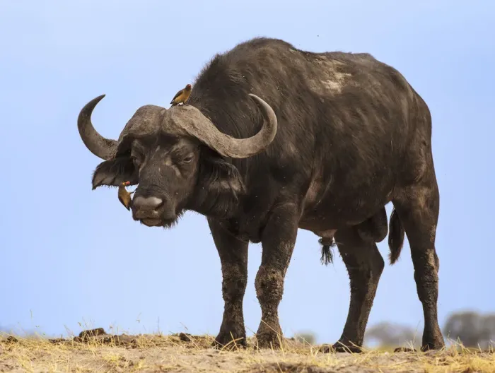 Framed Print : African buffalo (Syncerus caffer) with Yellow-billed oxpecker (Buphagus africanus) grooming Framed Print : African buffalo (Syncerus caffer) with Yellow-billed oxpecker (Buphagus africanus) grooming