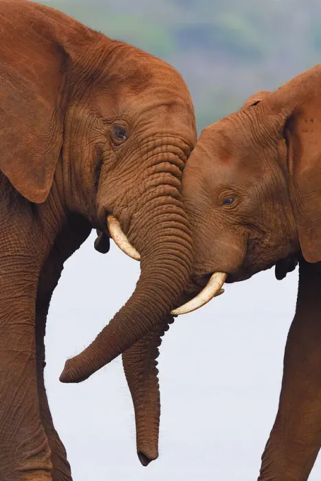 Framed Print : African bush elephant, (Loxodonta africana) two head to head playing, Zimanga Private Framed Print : African bush elephant, (Loxodonta africana) two head to head playing, Zimanga Private