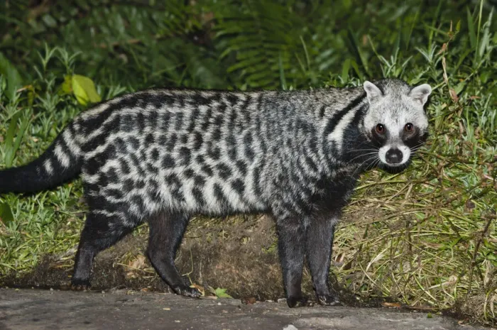 Framed Print : African Civet (Civettictis civetta) foraging around camp, near Langoue Bai, Ivindo National Park, Gabon, Central Africa Framed Print : African Civet (Civettictis civetta) foraging around camp, near Langoue Bai, Ivindo National Park, Gabon, Central Africa