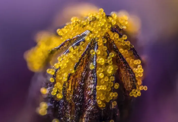 Framed Print : African daisy (Osteospermum jucundum) at approx 10x magnification Framed Print : African daisy (Osteospermum jucundum) at approx 10x magnification