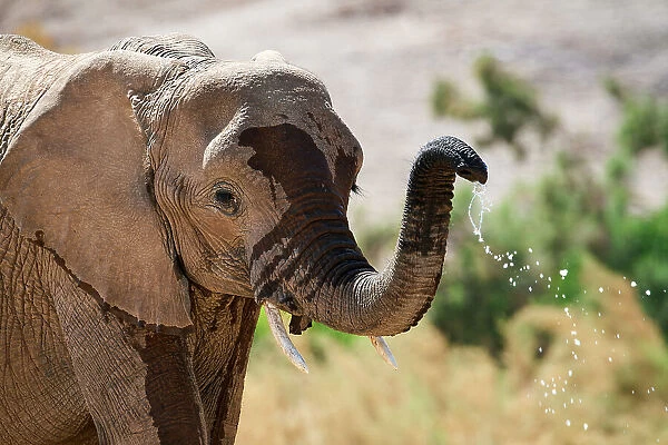 African desert elephant (Loxodonta africana), drinking from waterhole, Hoanib River, Damaraland, Namibia