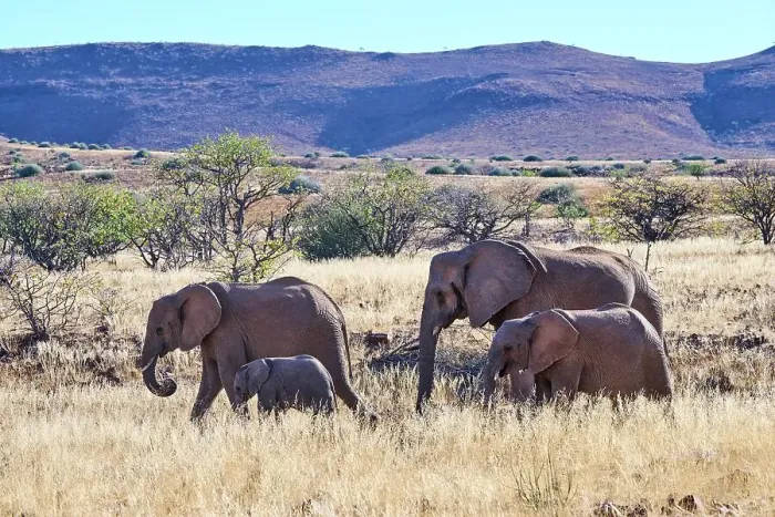 Framed Print : African desert elephant (Loxodonta africana) herd with one month old baby, Palmwag Conservancy, Damaraland, Namibia Framed Print : African desert elephant (Loxodonta africana) herd with one month old baby, Palmwag Conservancy, Damaraland, Namibia