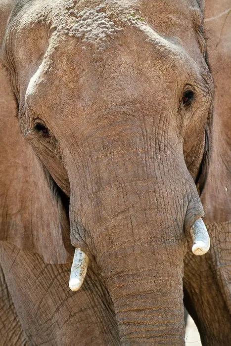Framed Print : African desert elephant (Loxodonta africana) portrait, Hoanib River, Damaraland, Namibia Framed Print : African desert elephant (Loxodonta africana) portrait, Hoanib River, Damaraland, Namibia