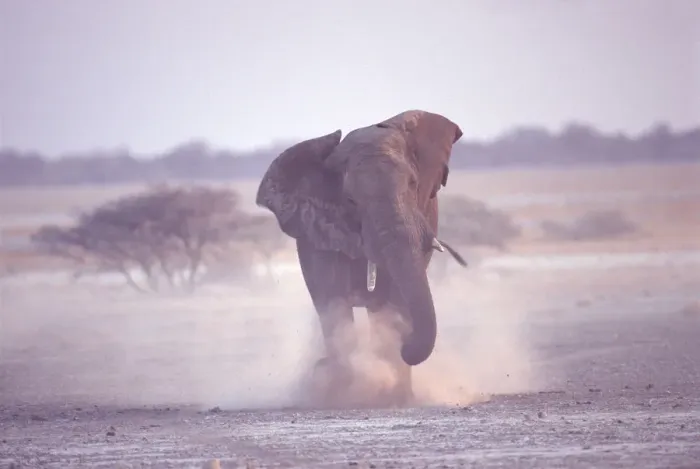 Framed Print : African elephant charging (Loxodonta africana) Etosha NP, Namibia Framed Print : African elephant charging (Loxodonta africana) Etosha NP, Namibia
