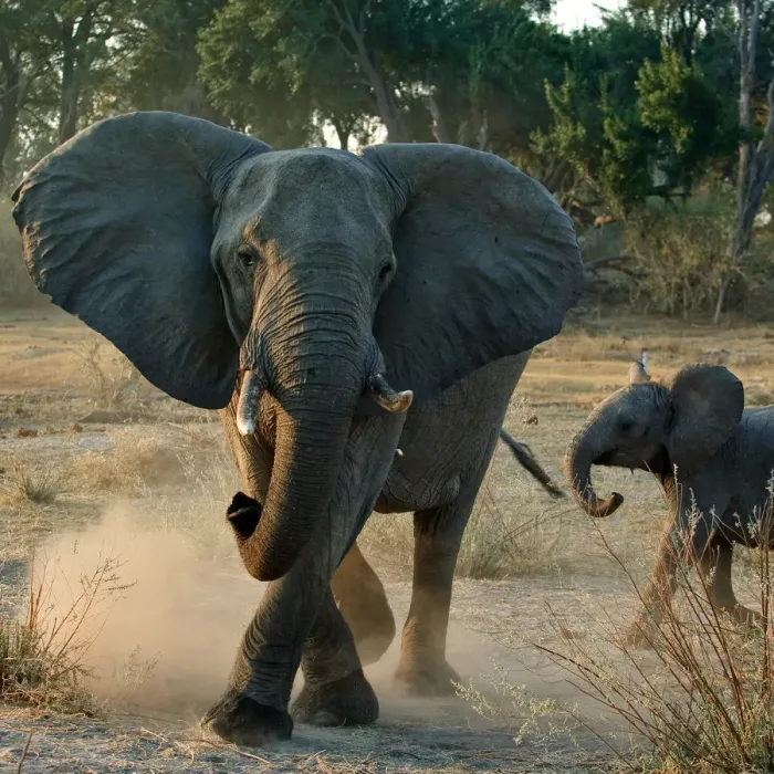 Framed Print : African elephant charging (Loxodonta africana) female with young calf, Okavango Delta Framed Print : African elephant charging (Loxodonta africana) female with young calf, Okavango Delta