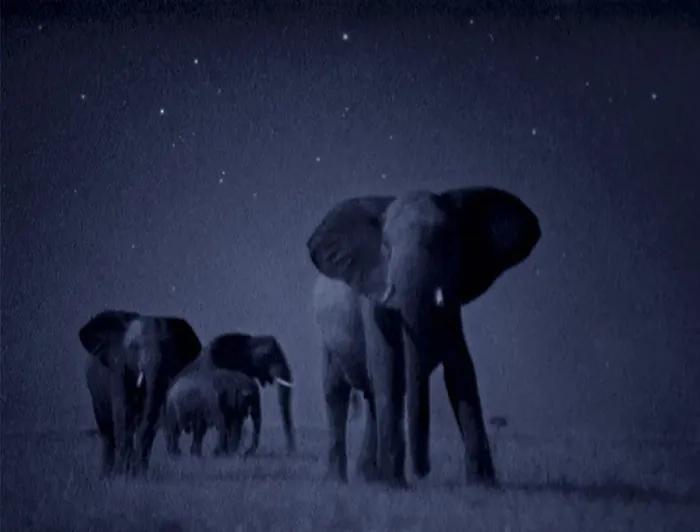 Framed Print : African elephant herd {Loxodonta africana} at night, Masai Mara Framed Print : African elephant herd {Loxodonta africana} at night, Masai Mara
