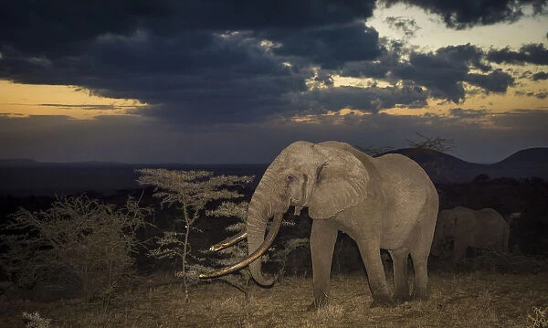 African elephant (Loxodonta africana) bull One Ton with massive tusks at dusk