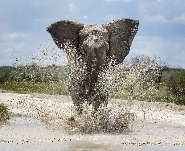 African elephant (Loxodonta africana) charging through water Etosha National Park