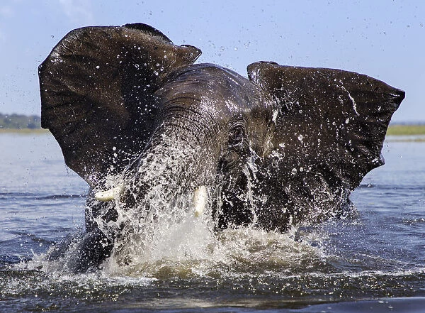 African elephant (Loxodonta africana) playing in Chobe River, Chobe National Park