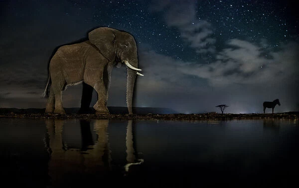 African elephant (Loxodonta africana) and Zebra (Equus quagga) at waterhole at night