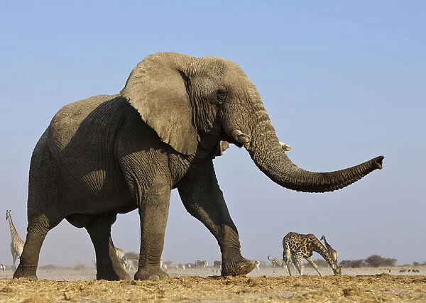 African elephant (Loxodonta africana) at waterhole with Giraffe in the background