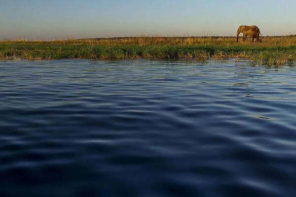 African Elephant (Loxodonta africana) on shore of Chobe River, North-West District