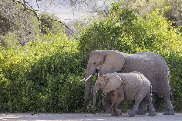 African elephant (Loxodonta africana) mother and calf walking, Brandberg, Erongo