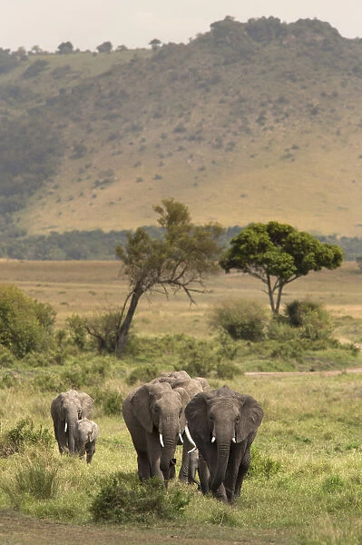 African elephant (Loxodonta africana) herd walking to the river to drink, Masai Mara Game Reserve