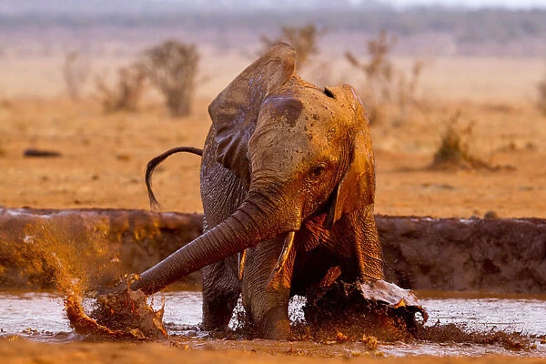 African elephant (Loxodonta africana) having a mud bath at a water hole, Tsavo East National Park