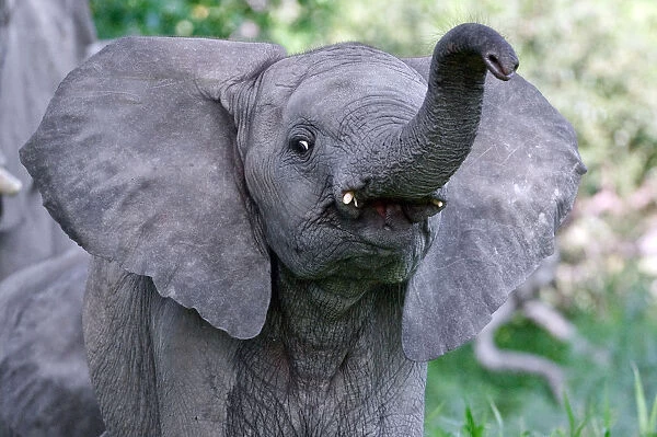 African elephant (Loxodonta africana) juvenile holding up trunk, Okavango Delta, Botswana