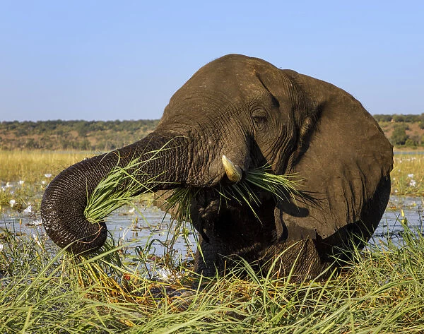 African elephant (Loxodonta africana) feeding on grasses, Chobe River, Chobe National Park