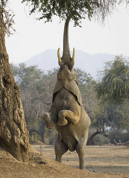 African elephant (Loxodonta africana) reaching up for foliage, Mana Pools National Park