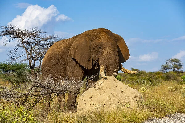 African elephant (Loxodonta africana), male rubbing his trunk on termite hill