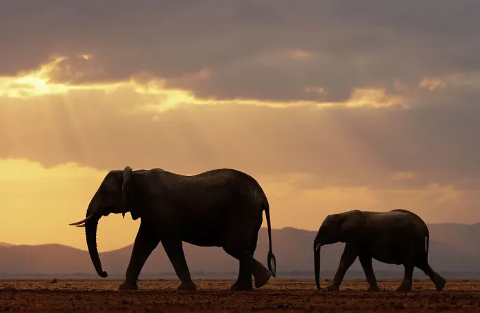 Framed Print : African elephant (Loxodonta africana), female and calf, crossing plain at sunset. Amboseli National Park, Kenya. July Framed Print : African elephant (Loxodonta africana), female and calf, crossing plain at sunset. Amboseli National Park, Kenya. July