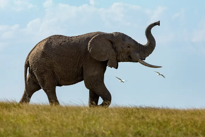 Framed Print : African elephant (Loxodonta africana) in the alert posture with trunk raised, with Cattle egrets (Bubulcus ibis) flying around, Amboseli National Park, Kenya. Endangered