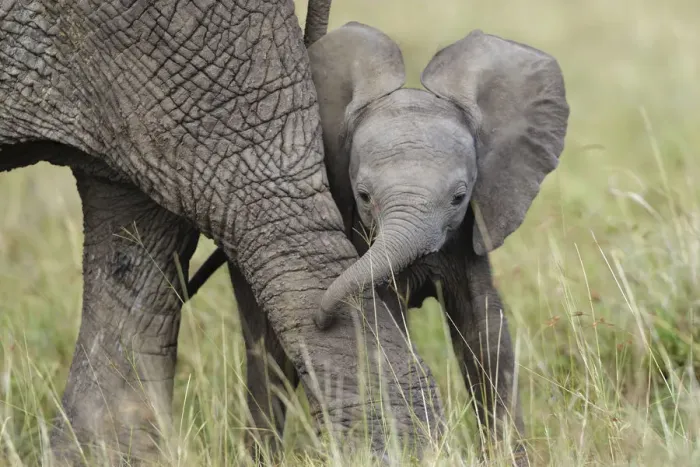 Framed Print : African Elephant (Loxodonta africana) baby playing with its mother. Masai-Mara Game Reserve, Kenya Framed Print : African Elephant (Loxodonta africana) baby playing with its mother. Masai-Mara Game Reserve, Kenya