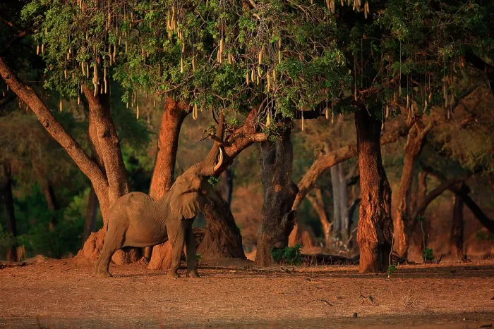 Framed Print : African elephant (Loxodonta africana) bull, reaching its trunk into tree canopy to feed on leaves of Sausage tree (Kigelia africana), Mana Pools National Park, Zimbabwe