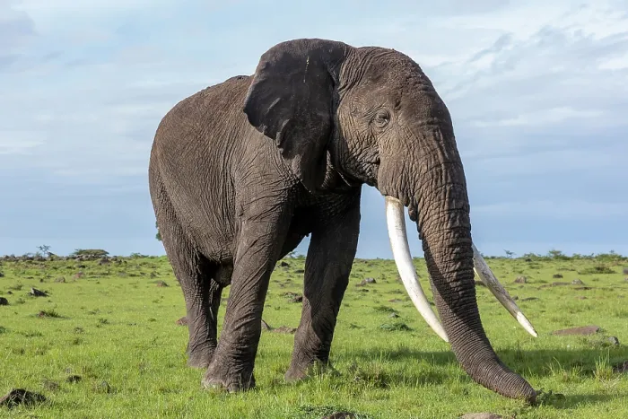 Framed Print : African elephant (Loxodonta africana) bull, portrait, Masai Mara National Reserve, Kenya. Endangered Framed Print : African elephant (Loxodonta africana) bull, portrait, Masai Mara National Reserve, Kenya. Endangered
