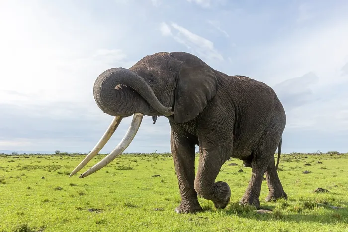 Framed Print : African elephant (Loxodonta africana) bull, walking on the savanna, Masai Mara National Reserve, Kenya. Endangered Framed Print : African elephant (Loxodonta africana) bull, walking on the savanna, Masai Mara National Reserve, Kenya. Endangered