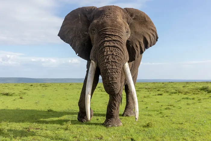 Framed Print : African elephant (Loxodonta africana) bull, portrait, Masai Mara National Reserve, Kenya. Endangered