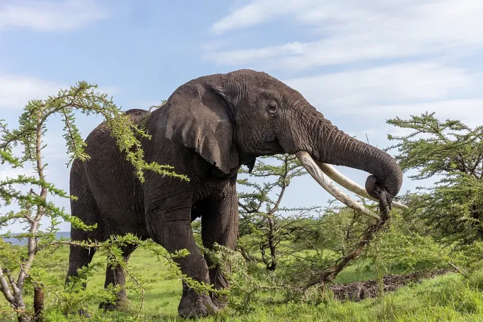 Framed Print : African elephant (Loxodonta africana) bull, feeding on vegetation on the savanna, Masai Mara National Reserve, Kenya. Endangered Framed Print : African elephant (Loxodonta africana) bull, feeding on vegetation on the savanna, Masai Mara National Reserve, Kenya. Endangered