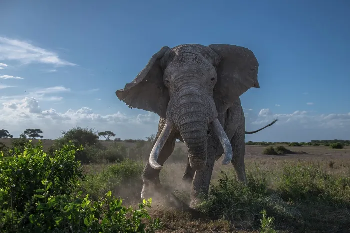 Framed Print : African elephant (Loxodonta africana) bull, charging, Amboseli National Park, Kenya. Endangered