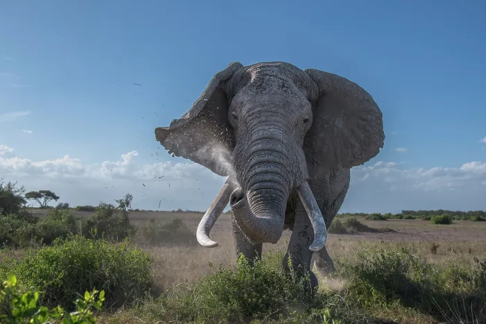 Framed Print : African elephant (Loxodonta africana) bull, charging, Amboseli National Park, Kenya. Endangered Framed Print : African elephant (Loxodonta africana) bull, charging, Amboseli National Park, Kenya. Endangered