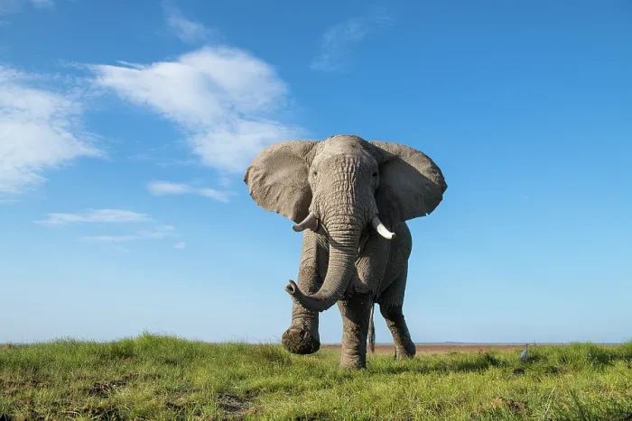 Framed Print : African elephant (Loxodonta africana) bull, running, Amboseli National Park, Kenya. Endangered