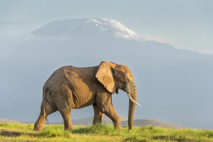 Framed Print : African elephant (Loxodonta africana) bull, walking in front of Mount Kilimanjaro, Amboseli National Park, Kenya. Endangered