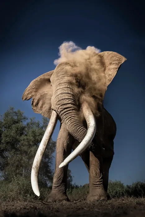 Framed Print : African elephant (Loxodonta africana) bull, dust bathing, Amboseli National Park, Kenya. Endangered Framed Print : African elephant (Loxodonta africana) bull, dust bathing, Amboseli National Park, Kenya. Endangered