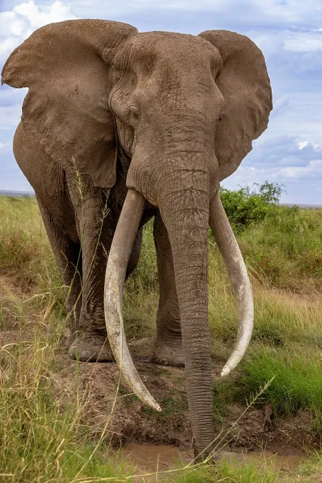 Framed Print : African elephant (Loxodonta africana) bull, drinking at waterhole, Amboseli National Park, Kenya. Endangered Framed Print : African elephant (Loxodonta africana) bull, drinking at waterhole, Amboseli National Park, Kenya. Endangered