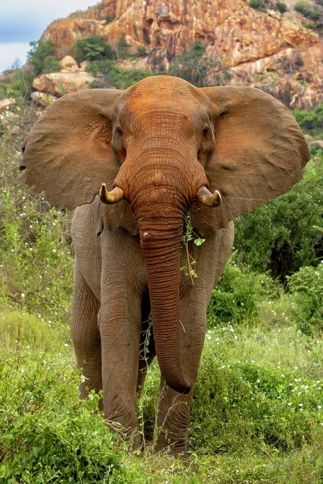 Framed Print : African elephant (Loxodonta africana) bull, portrait, Tsavo West National Park, Kenya. Endangered Framed Print : African elephant (Loxodonta africana) bull, portrait, Tsavo West National Park, Kenya. Endangered