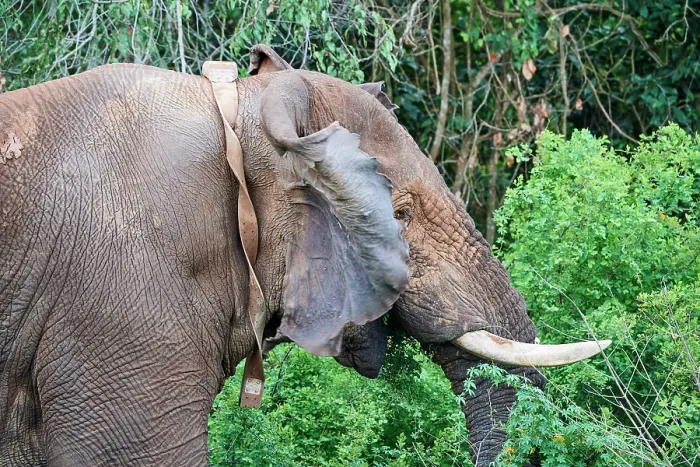 Framed Print : African elephant (Loxodonta africana) bull, with radio collar, portrait, Akagera National Park, Rwanda. Endangered Framed Print : African elephant (Loxodonta africana) bull, with radio collar, portrait, Akagera National Park, Rwanda. Endangered
