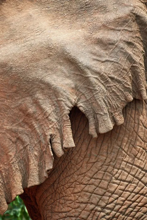 Framed Print : African elephant (Loxodonta africana) bull, close up of damaged ears, Akagera National Park, Rwanda. Endangered Framed Print : African elephant (Loxodonta africana) bull, close up of damaged ears, Akagera National Park, Rwanda. Endangered